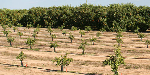 Healthy orange trees